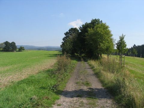 Im Wald zwischen Barchfeld und Marienthal