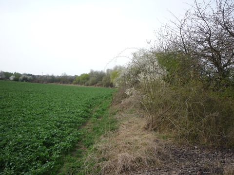 Zwischen Tiefenthal und Hettenleidelheim