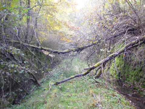 Zwischen Bahnbergang und Forsttunnel